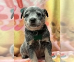 Small Photo #2 Australian Cattle Dog Puppy For Sale in YUCAIPA, CA, USA