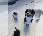Small #5 Border Collie Mix