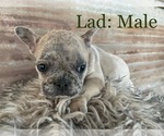 Small Photo #4 French Bulldog Puppy For Sale in TEMPLETON, CA, USA