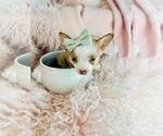 Small #9 Chihuahua
