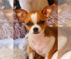 Chihuahua Puppy for sale in MOUNT AIRY, NC, USA