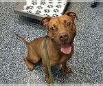 Small American Pit Bull Terrier Mix