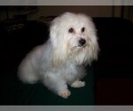 Small Photo #4 Coton de Tulear Puppy For Sale in HORSE BRANCH, KY, USA