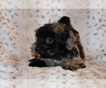 Small #9 Yorkiepoo mix (+ Poodle Toy)