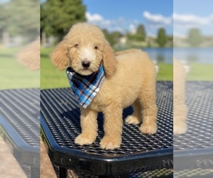 Goldendoodle Puppy for sale in FROSTPROOF, FL, USA