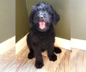 Labradoodle Puppy for sale in RIPLEY, TN, USA