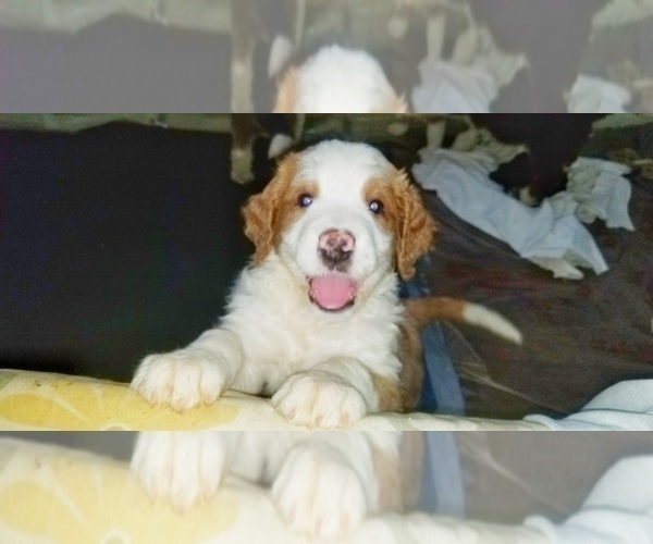 Medium Photo #2 Bernedoodle-Saint Berdoodle Mix Puppy For Sale in SPRINGFIELD, IL, USA