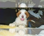 Small Photo #2 Bernedoodle-Saint Berdoodle Mix Puppy For Sale in SPRINGFIELD, IL, USA