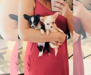 Chihuahua Puppy for sale in THONOTOSASSA, FL, USA