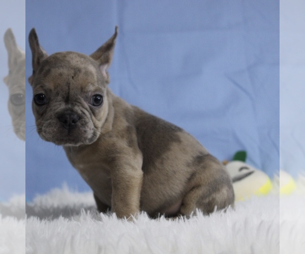 Medium Photo #2 French Bulldog Puppy For Sale in CHESAPEAKE, VA, USA
