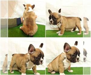 French Bulldog Puppy for sale in TAMPA, FL, USA