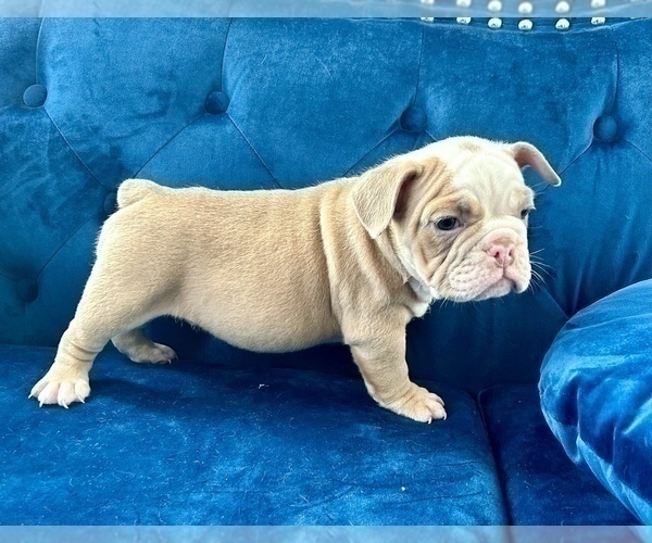 Medium Photo #10 English Bulldog Puppy For Sale in PORTLAND, OR, USA