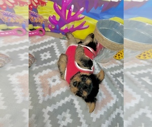 Medium Yorkshire Terrier