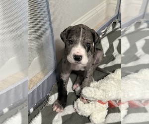 Great Dane Puppy for sale in GRAND PRAIRIE, TX, USA