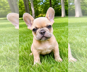French Bulldog Puppy for sale in FAIR HAVEN, MI, USA