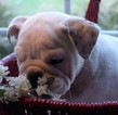 Small Bulldog