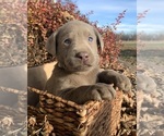 Puppy 5 Labrador Retriever