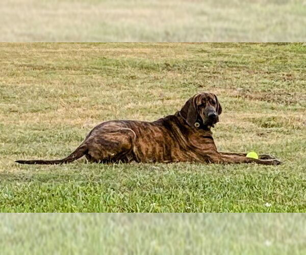 Medium Photo #2 Bloodhound-Fila Brasileiro Mix Puppy For Sale in Jasper, AL, USA
