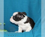 Small #3 Boston Terrier