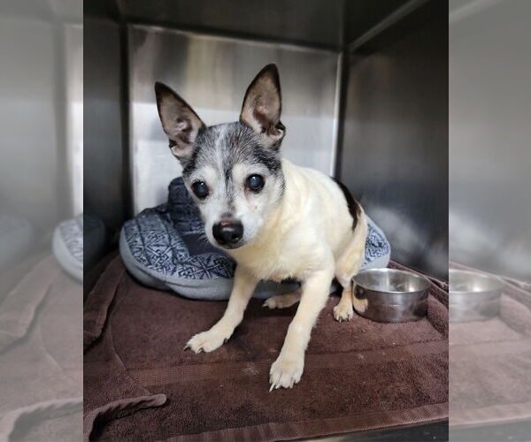 Medium Photo #7 Chihuahua-Unknown Mix Puppy For Sale in Mooresville, NC, USA