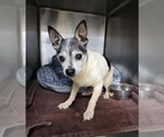 Small #6 Chihuahua Mix