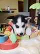 Small Photo #4 Siberian Husky Puppy For Sale in CENTERBURG, OH, USA