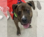 Small #5 Rhodesian Ridgeback-Staffordshire Bull Terrier Mix