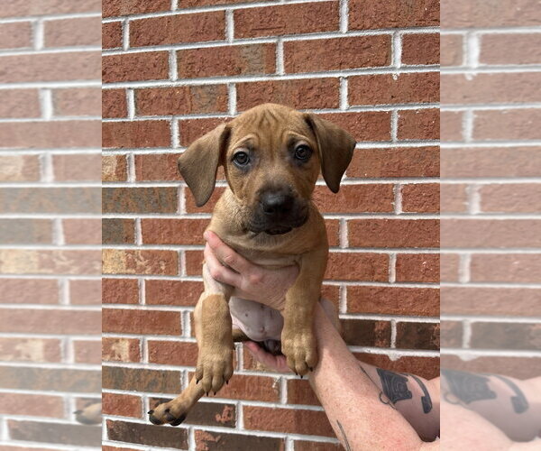 Medium Photo #1 Mutt Puppy For Sale in Candler, NC, USA