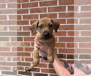 Mutt Dogs for adoption in Candler, NC, USA
