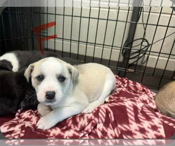 Medium Photo #1 Aussiedor Puppy For Sale in SHERBURNE, NY, USA