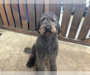 Father of the Goldendoodle puppies born on 12/17/2024