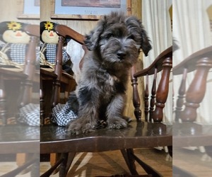 Aussiedoodle Puppy for Sale in EARLY, Texas USA