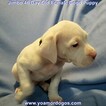 Small Photo #129 Dogo Argentino Puppy For Sale in JANE, MO, USA