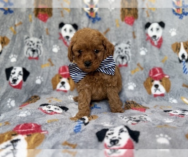 Medium Photo #8 Cavapoo (Miniature) Puppy For Sale in LAKELAND, FL, USA