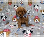 Small #7 Cavapoo (Miniature)