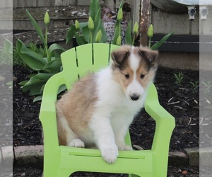 Collie Puppy for sale in FREDERICKSBURG, OH, USA