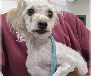 Cocker Spaniel-Poodle (Miniature) Mix Dogs for adoption in Santa Maria, CA, USA