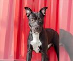 WONTON - Male Mutt Dog for Adoption - Small photo