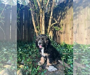 Cocker Spaniel Puppy for sale in BEAUMONT, TX, USA
