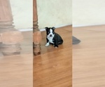 Small Photo #16 Boston Terrier Puppy For Sale in LIVERPOOL, TX, USA