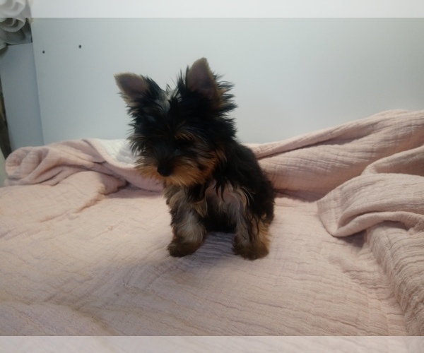 Medium Photo #2 Yorkshire Terrier Puppy For Sale in SIMI VALLEY, CA, USA