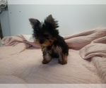 Small Photo #2 Yorkshire Terrier Puppy For Sale in SIMI VALLEY, CA, USA