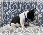 Small Photo #3 French Bulldog Puppy For Sale in LAKELAND, FL, USA