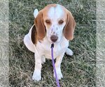Small Photo #1 Bagle Hound Puppy For Sale in Batavia, OH, USA