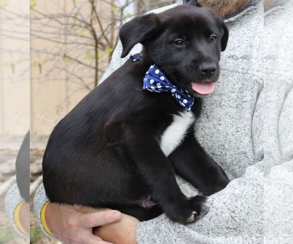 Medium Photo #2 Shepradors Puppy For Sale in Bandera, TX, USA