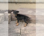 Small #2 Miniature Pinscher