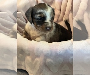 Medium Dachshund