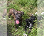 Small #5 American Pit Bull Terrier-Weimaraner Mix
