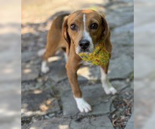 Medium Photo #1 Beagle-Unknown Mix Puppy For Sale in Warrenton, VA, USA