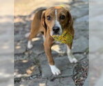 Small Beagle Mix